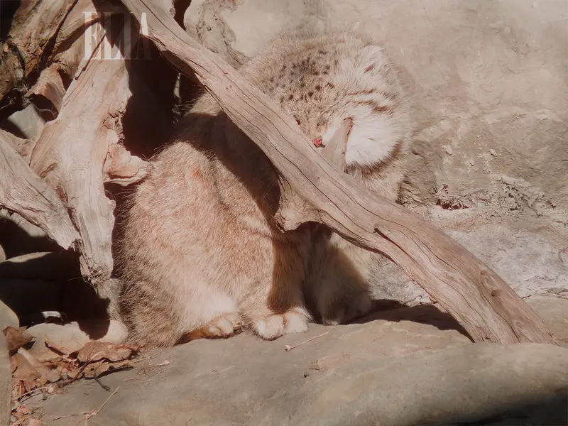 カルガリー動物園 / ワイルダー研究所のオラフの写真