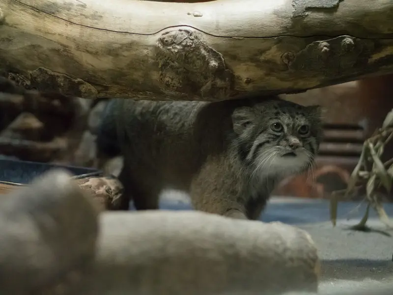 恩賜上野動物園のクリョンの写真