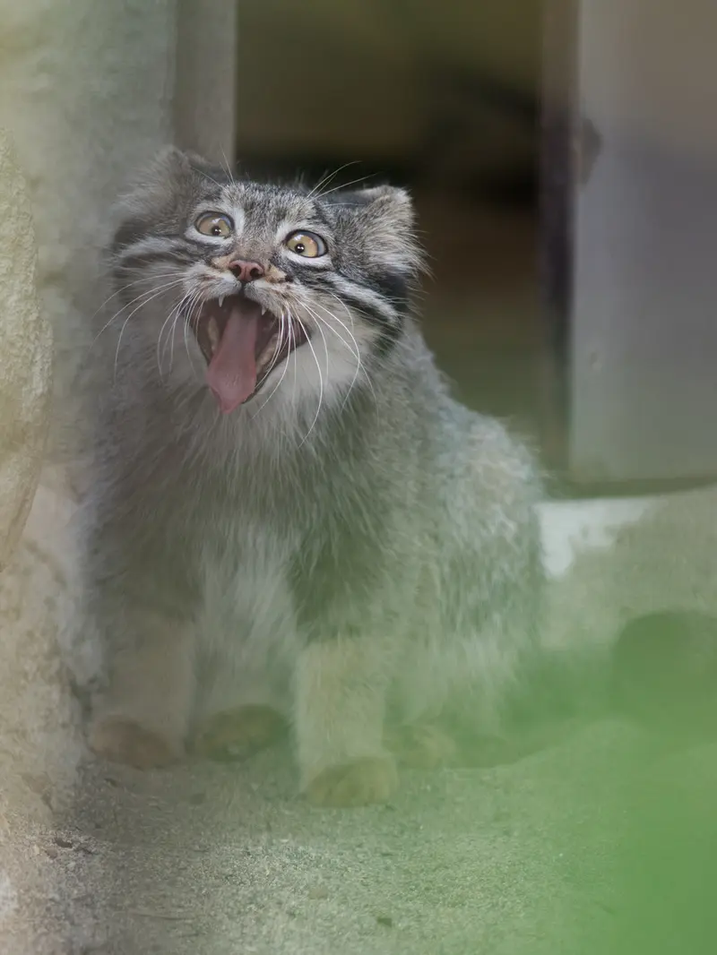 野毛山動物園のフィーガの写真