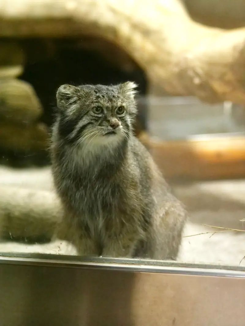 恩賜上野動物園のクリョンの写真