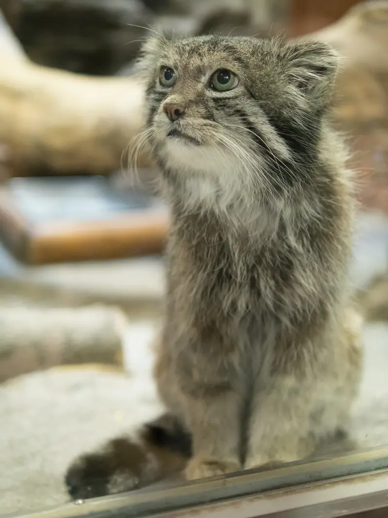 恩賜上野動物園のクリョンの写真