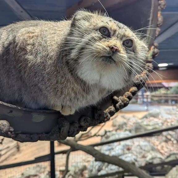 ミル・マウンテン動物園のノルブの写真
