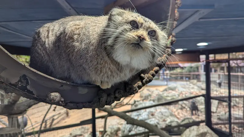 ミル・マウンテン動物園のノルブの写真