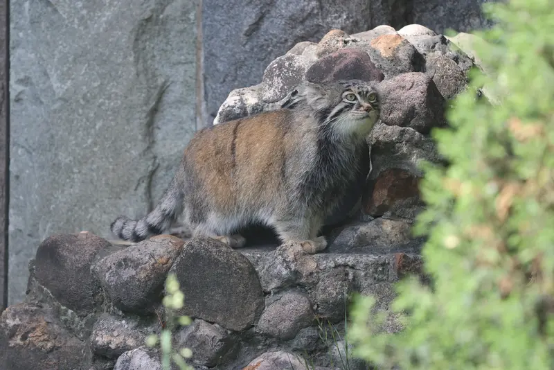 モスクワ動物園のティモフェイの写真