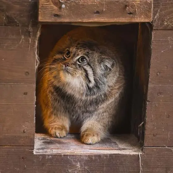 ポズナン新動物園のプルトンの写真