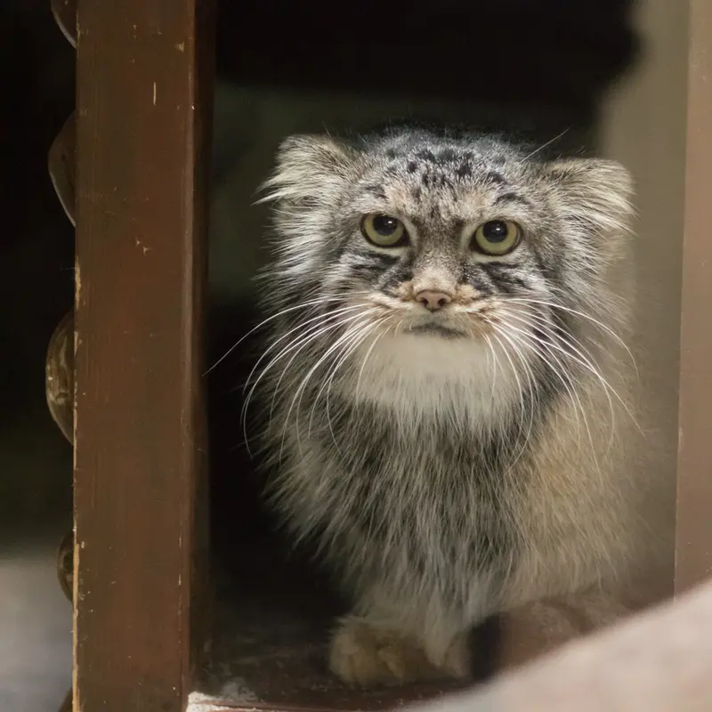 恩賜上野動物園のサフランの写真