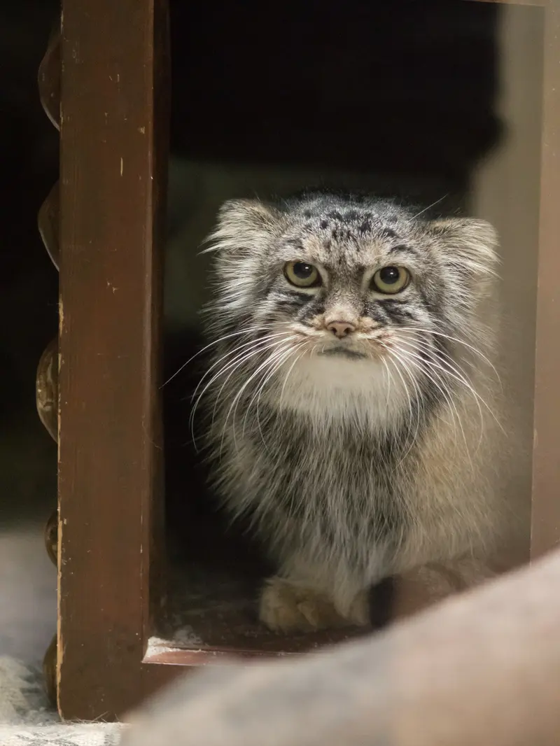 恩賜上野動物園のサフランの写真