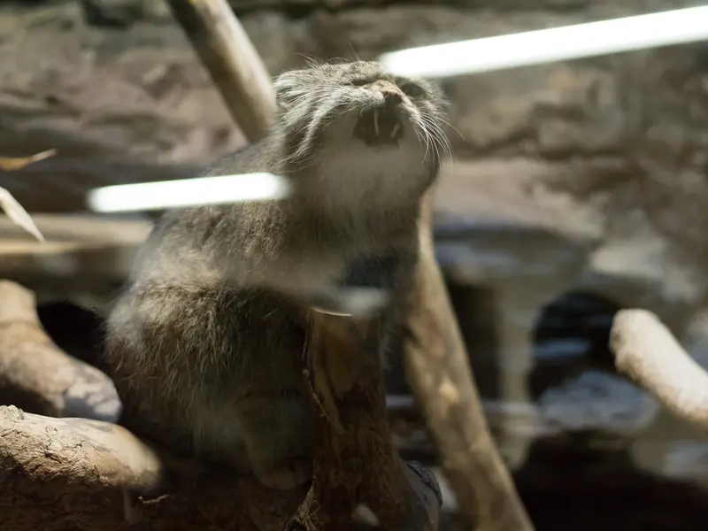 恩賜上野動物園のクリョンの写真