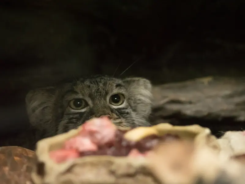 恩賜上野動物園のサフランの写真