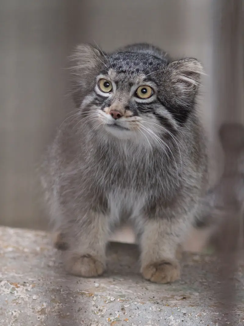野毛山動物園のフィーガの写真