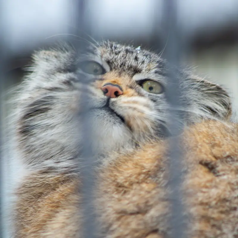 ノヴォシビルスク動物園のマヌルネコの写真