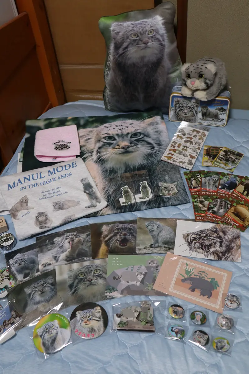 マヌルネコの写真