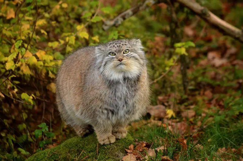 マヌルネコの写真