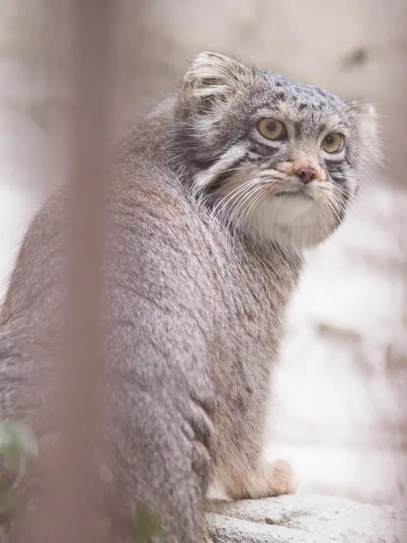 野毛山動物園のフィーガの写真