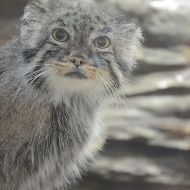 恩賜上野動物園のユスの写真