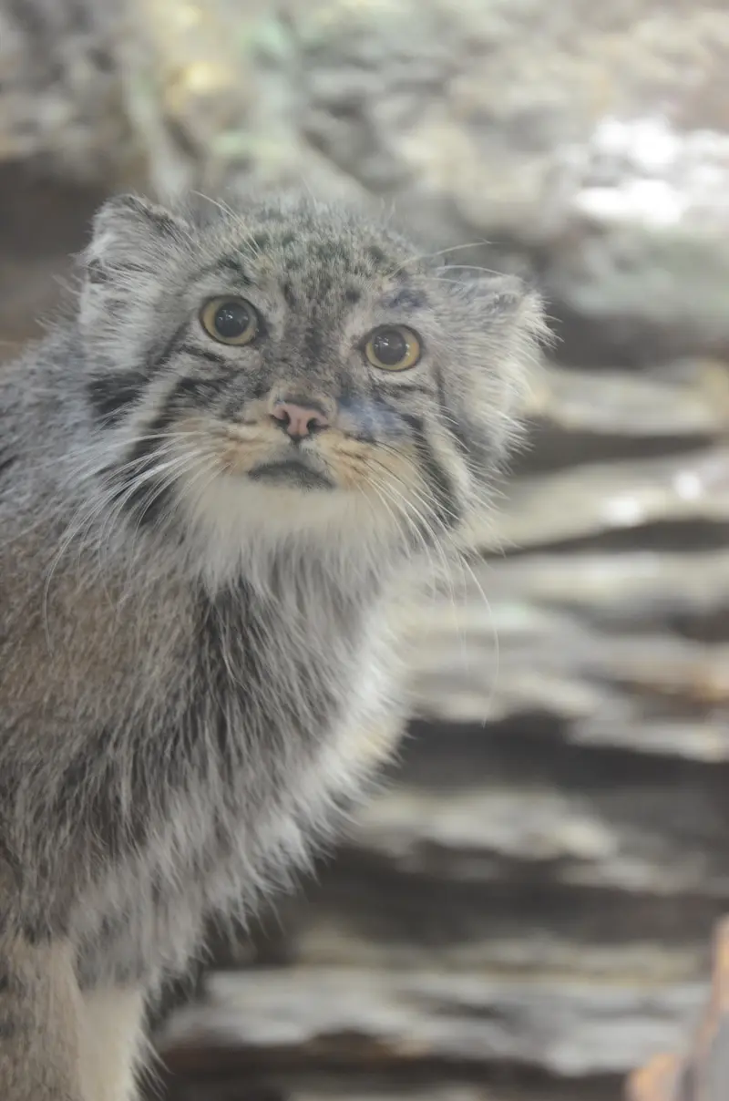 恩賜上野動物園のユスの写真