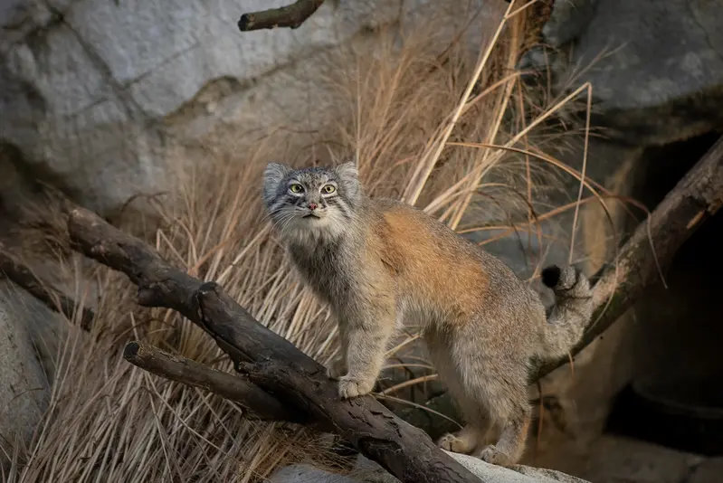 コロンバス動物園・水族館のムースの写真