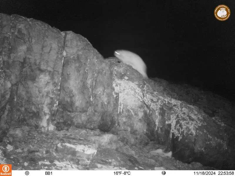 アクタス＝クンコラ［新］カメラトラップで撮影したOtocolobus manul manulの写真