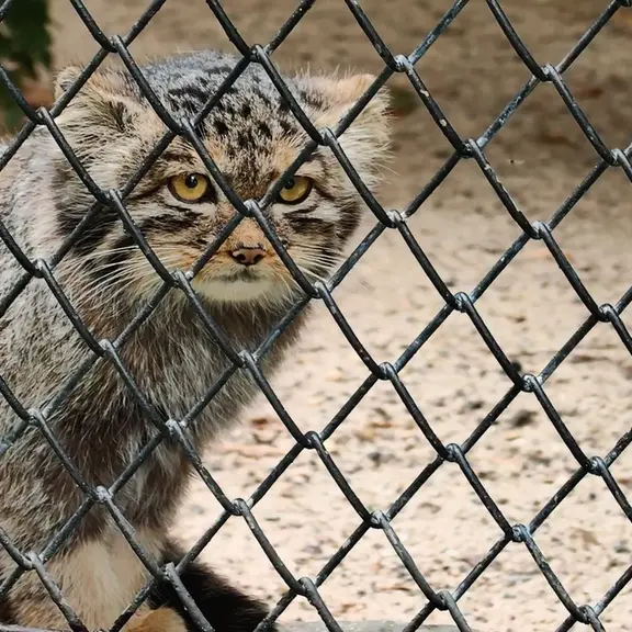 ノヴォシビルスク動物園のマヌルネコの写真