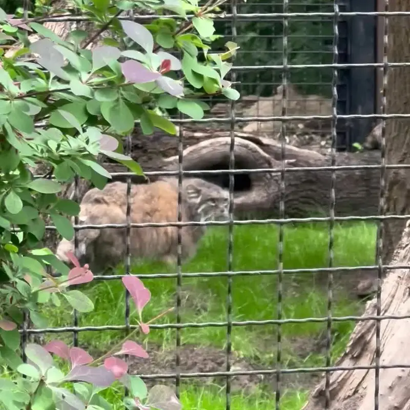 ワルシャワ動物園のマヌルネコの写真