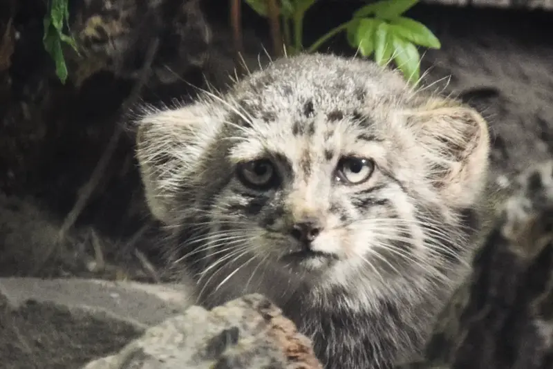 ブダペスト動物園・植物園のボリス Ⅱの写真