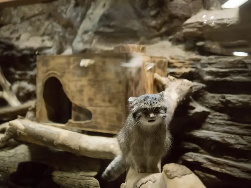 恩賜上野動物園のクリョンの写真