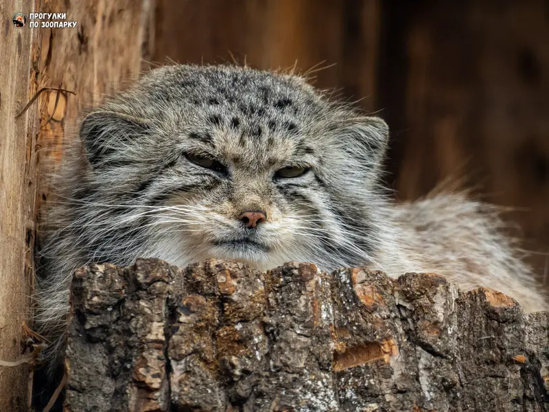 レニングラード動物園のナミカの写真
