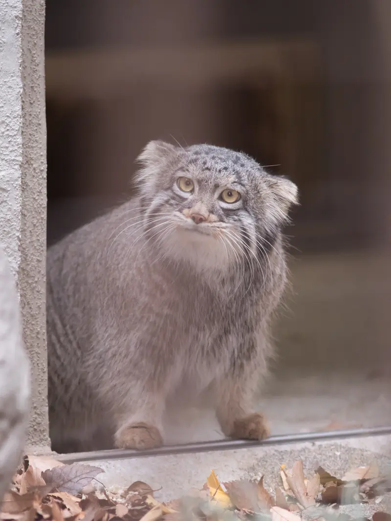 野毛山動物園のフィーガの写真