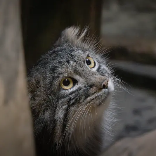 恩賜上野動物園のフィーガの写真