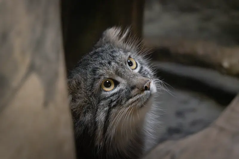 恩賜上野動物園のフィーガの写真