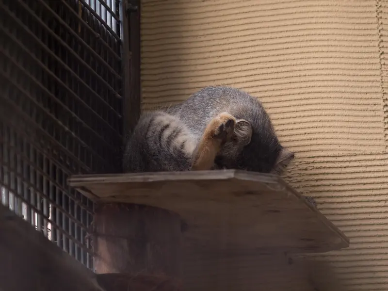 旭山動物園のヒデの写真