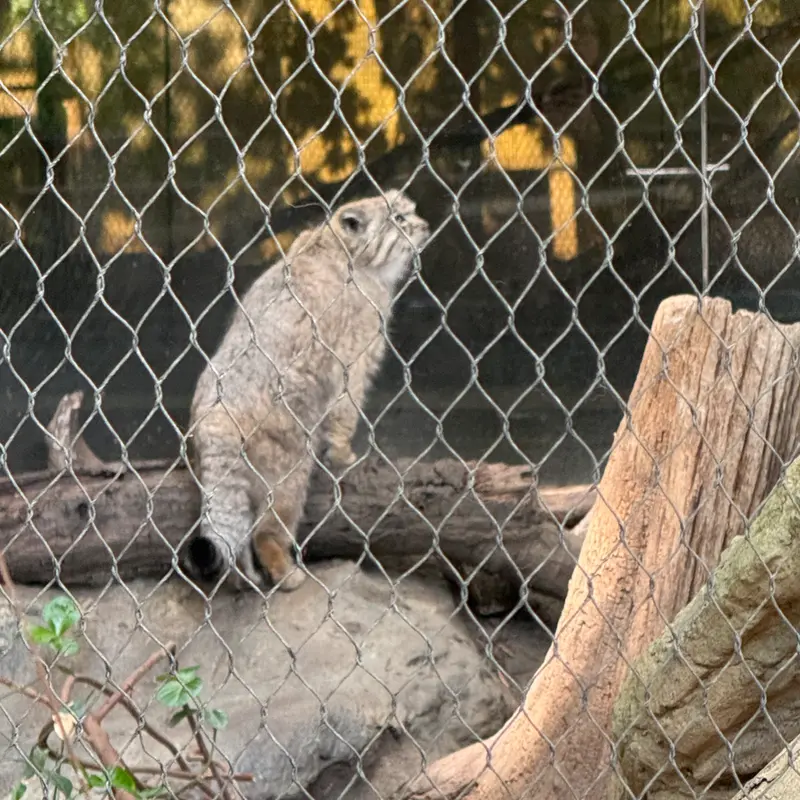 プロスペクト・パーク動物園のバトゥの写真