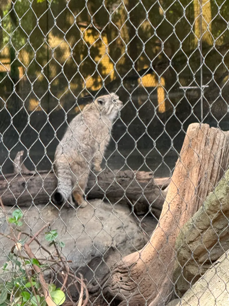 プロスペクト・パーク動物園のバトゥの写真