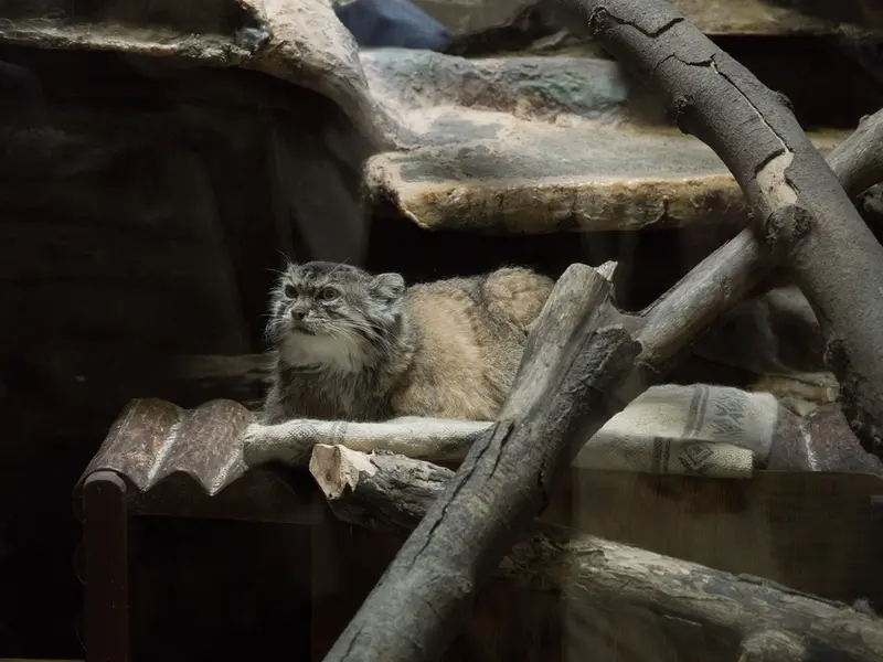 恩賜上野動物園のプリームラの写真