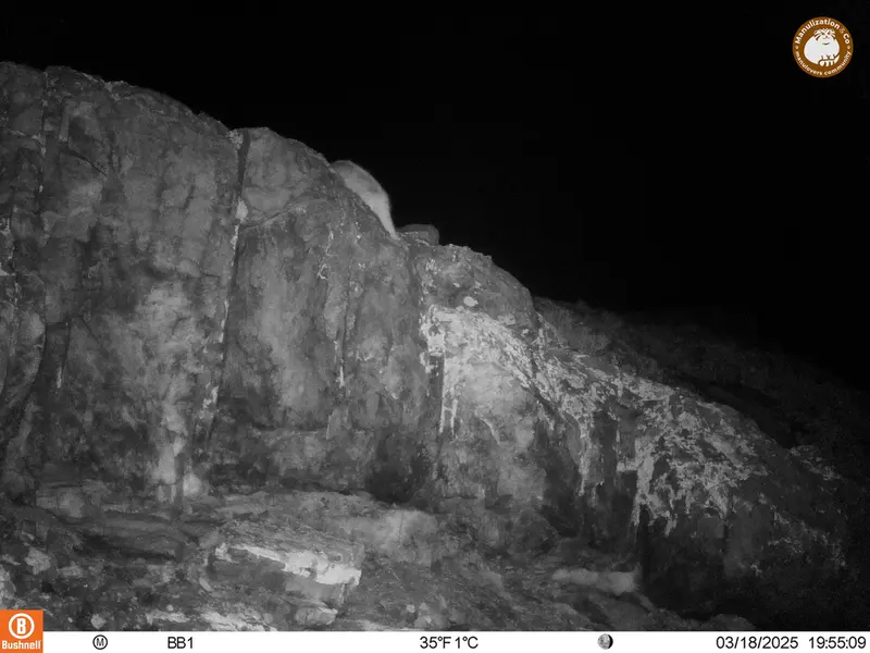 アクタス＝クンコラ［新］カメラトラップで撮影したOtocolobus manul manulの写真