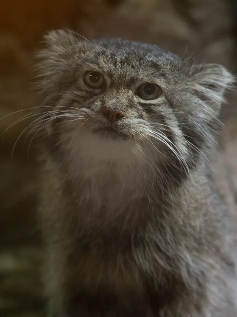 恩賜上野動物園のクリョンの写真
