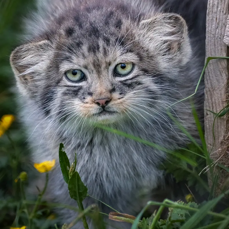 ポート・リムプネ・ワイルド・アニマル・パークのナムーの子猫 b. 2026 Ⅱの写真