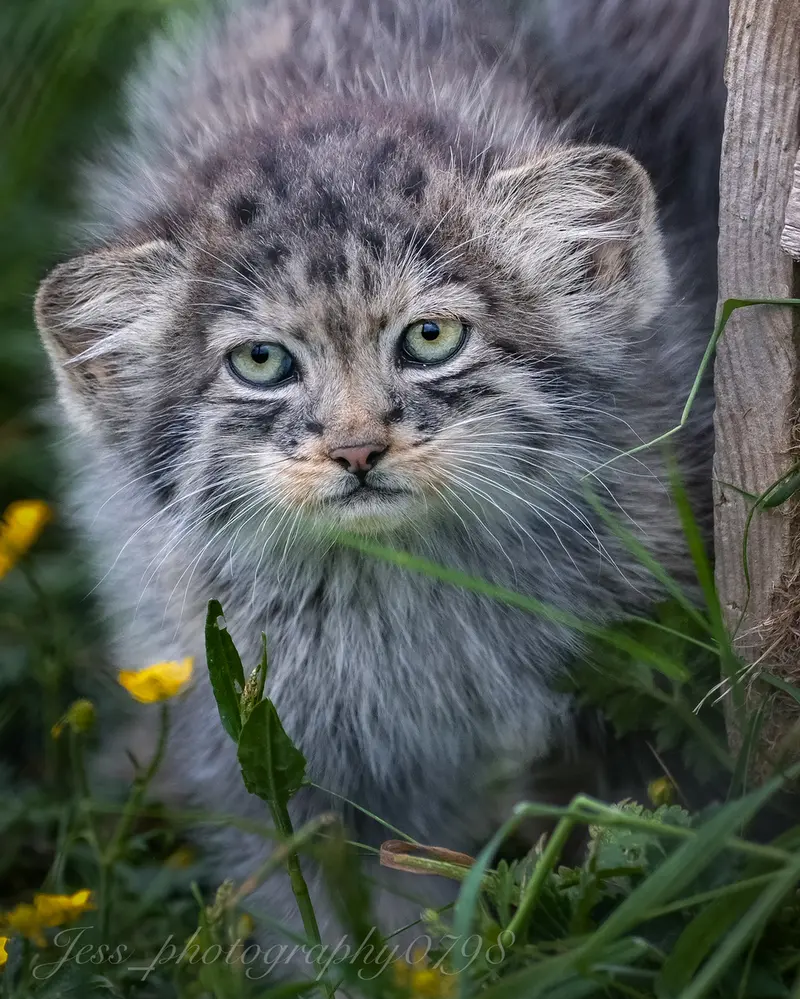 ポート・リムプネ・ワイルド・アニマル・パークのナムーの子猫 b. 2026 Ⅱの写真
