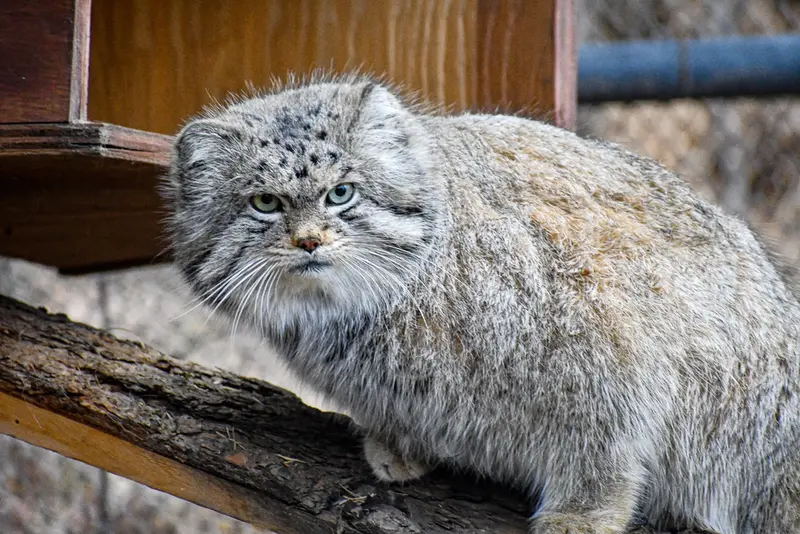 シャイアン・マウンテン動物園のボーの写真
