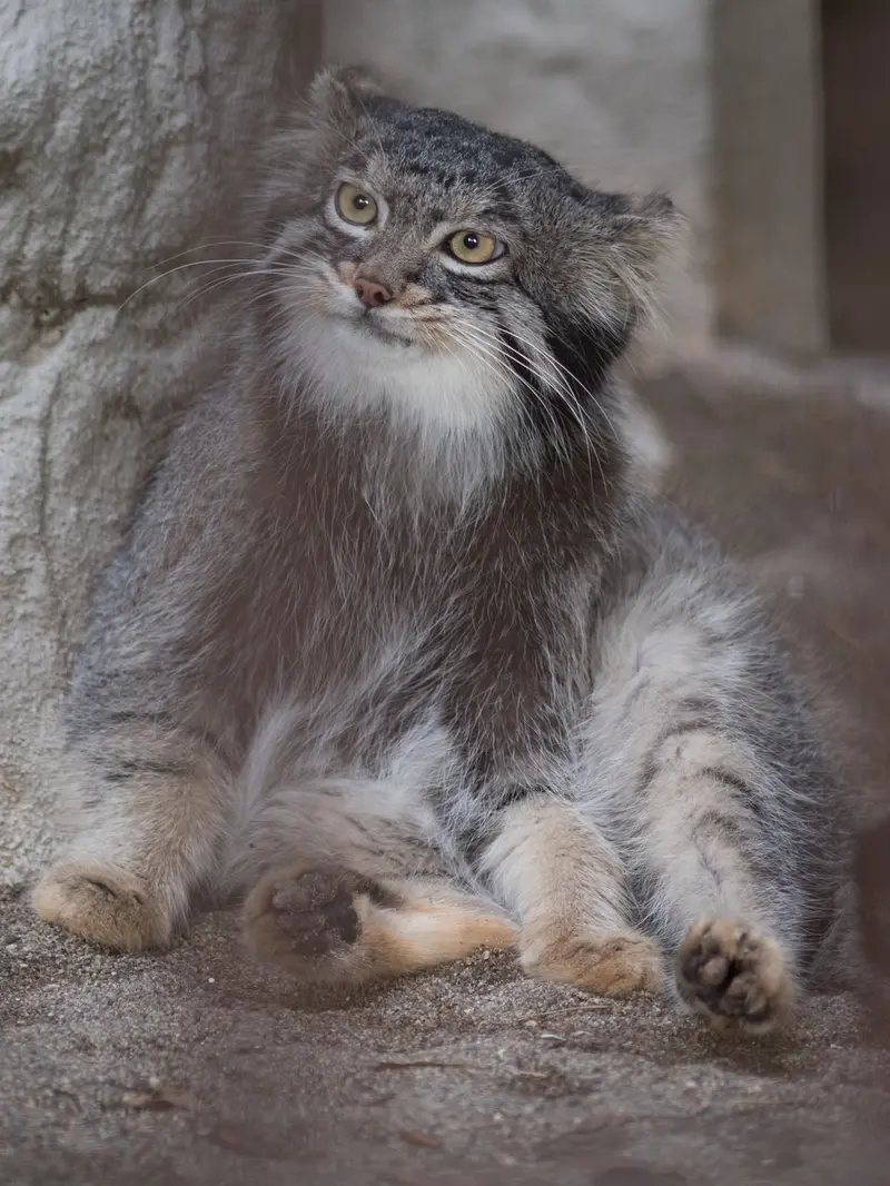 野毛山動物園のフィーガの写真