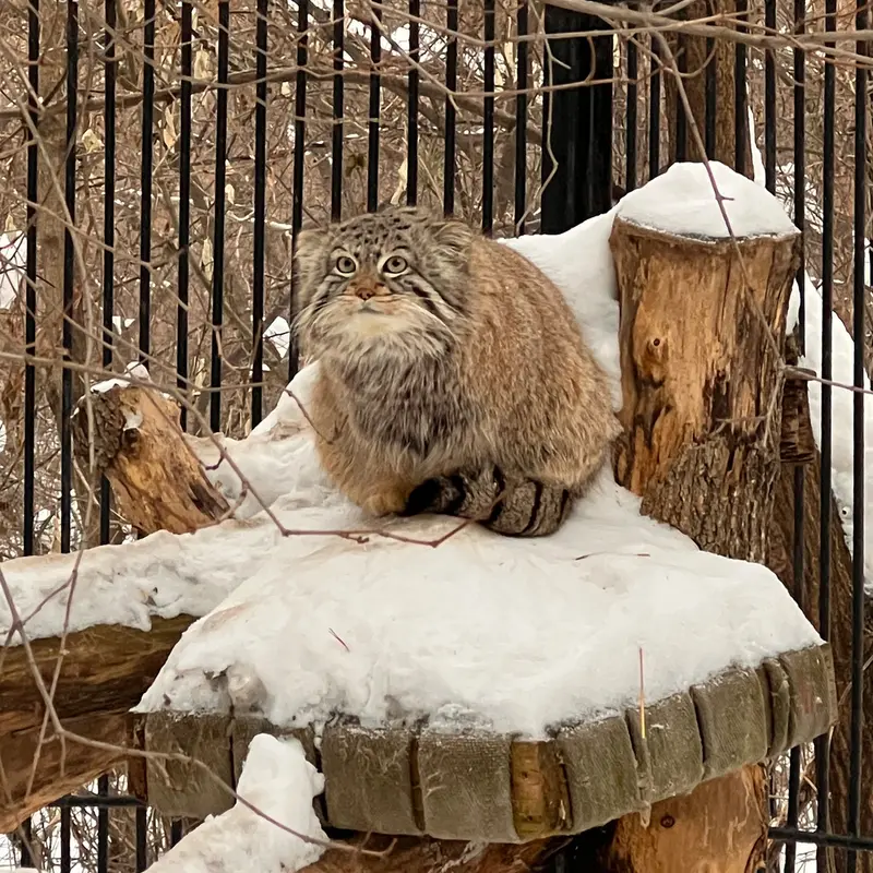 ノヴォシビルスク動物園のスキフの写真