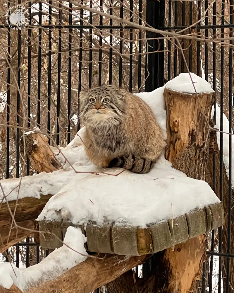 ノヴォシビルスク動物園のスキフの写真