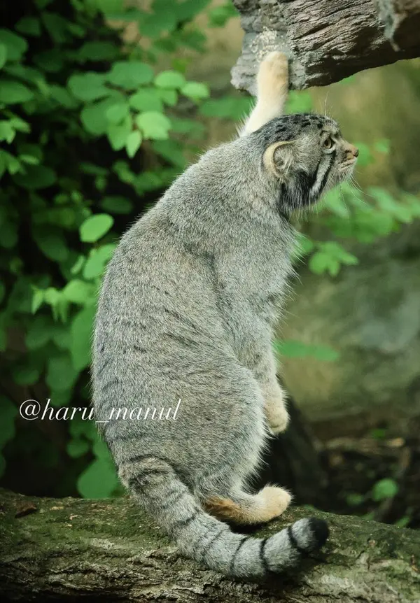 那須どうぶつ王国のナゴムの写真