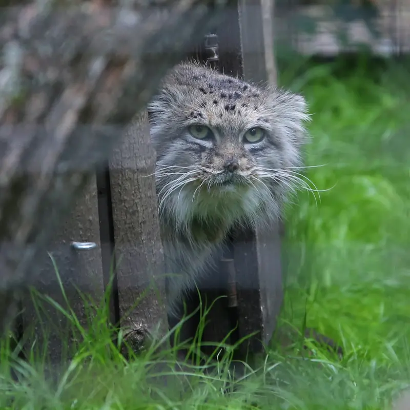 ワルシャワ動物園のジェシーの写真