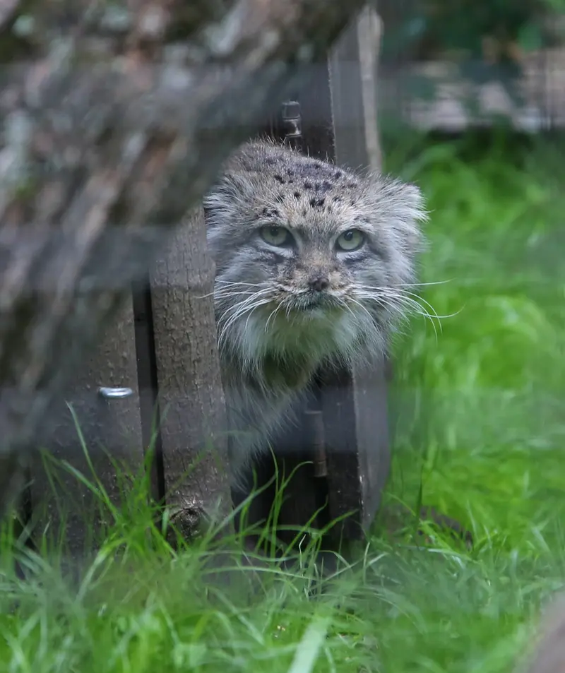 ワルシャワ動物園のジェシーの写真