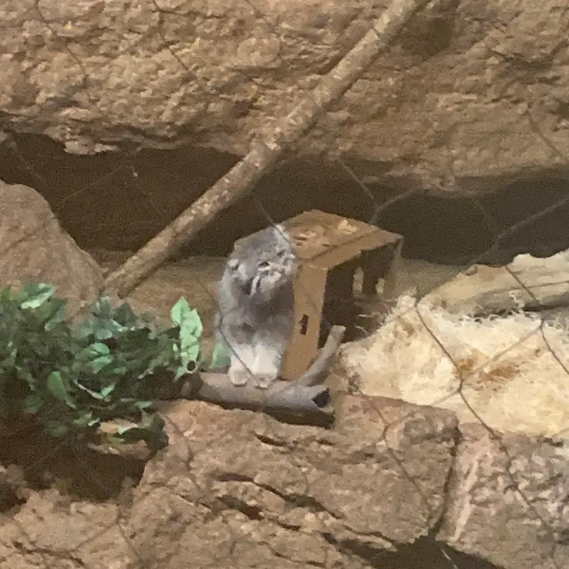 マヌルネコの写真