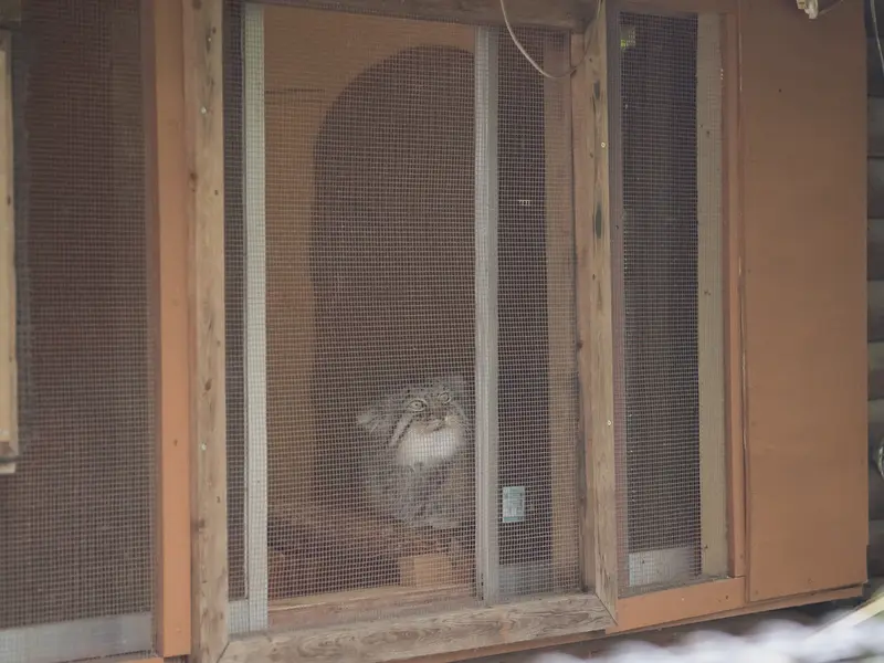 埼玉県こども動物自然公園のロータスの写真