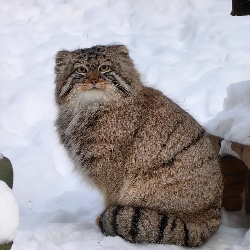 ノヴォシビルスク動物園のブルースの写真