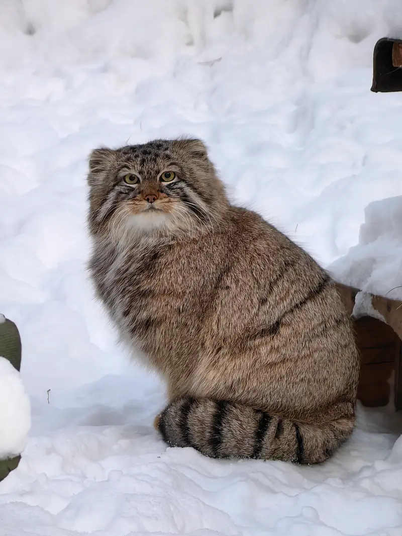 ノヴォシビルスク動物園のブルースの写真