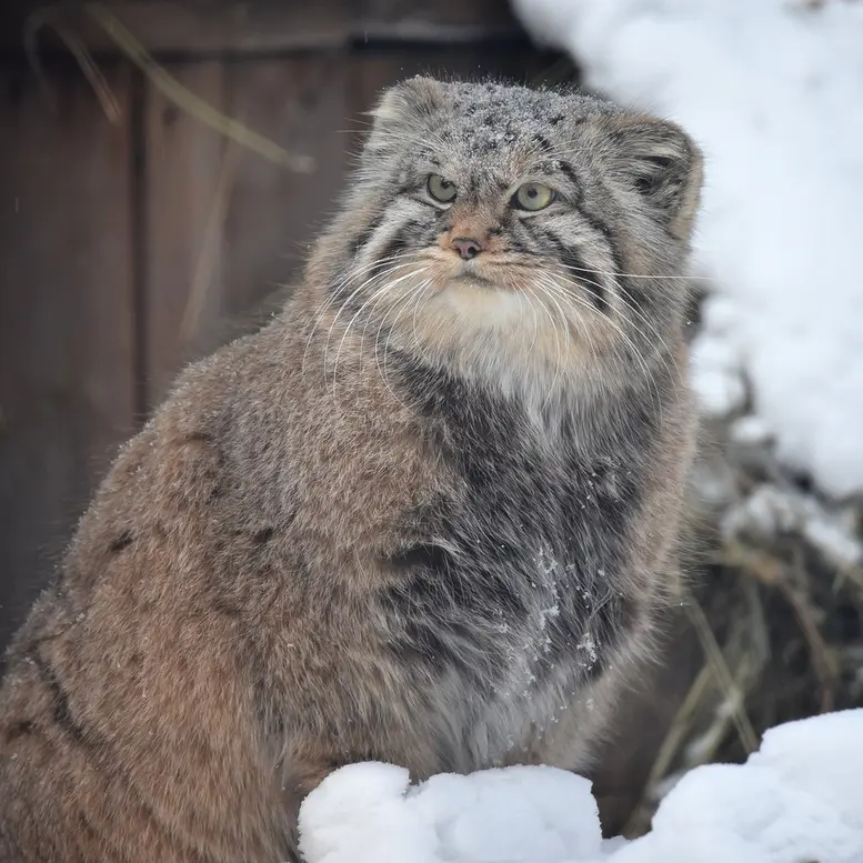 ノヴォシビルスク動物園のフヴォスチクの写真